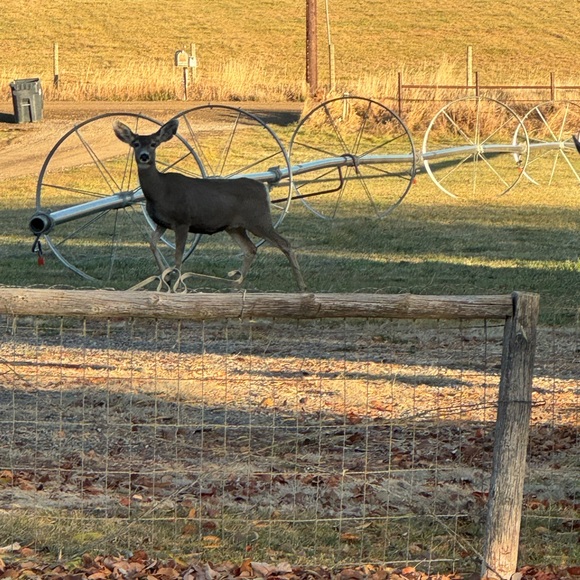 Meet your Posher, Sarah - Picture 2 of 2